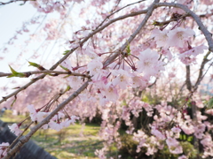 sakura_ (2)