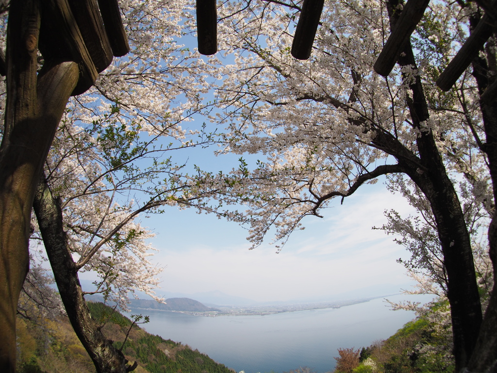 奥琵琶湖 sakura_2017-04-16 (5)