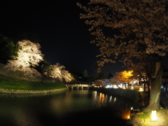 2017-04-14_彦根城 夜桜 (4)