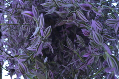 植物01