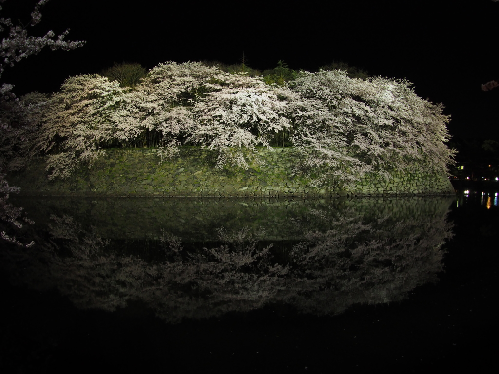 2017-04-14_彦根城 夜桜 (7)