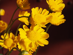 花-春 (1)