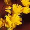 花-春 (1)