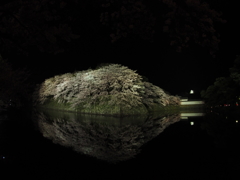 2017-04-14_彦根城 夜桜 (9)