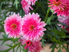 花-春 (2)