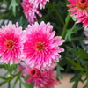 花-春 (2)
