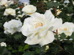 白薔薇-02