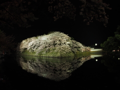 2017-04-14_彦根城 夜桜 (8)