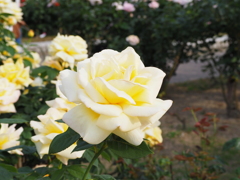白薔薇