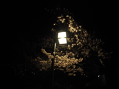 2017-04-14_彦根城 夜桜 (6)