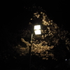 2017-04-14_彦根城 夜桜 (6)