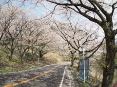 奥琵琶湖 sakura_2017-04-16 (1)