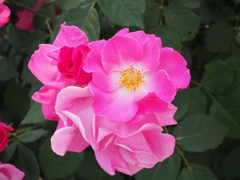 赤薔薇