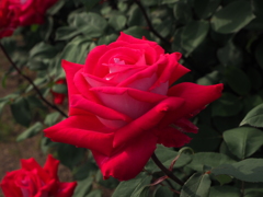 紅薔薇