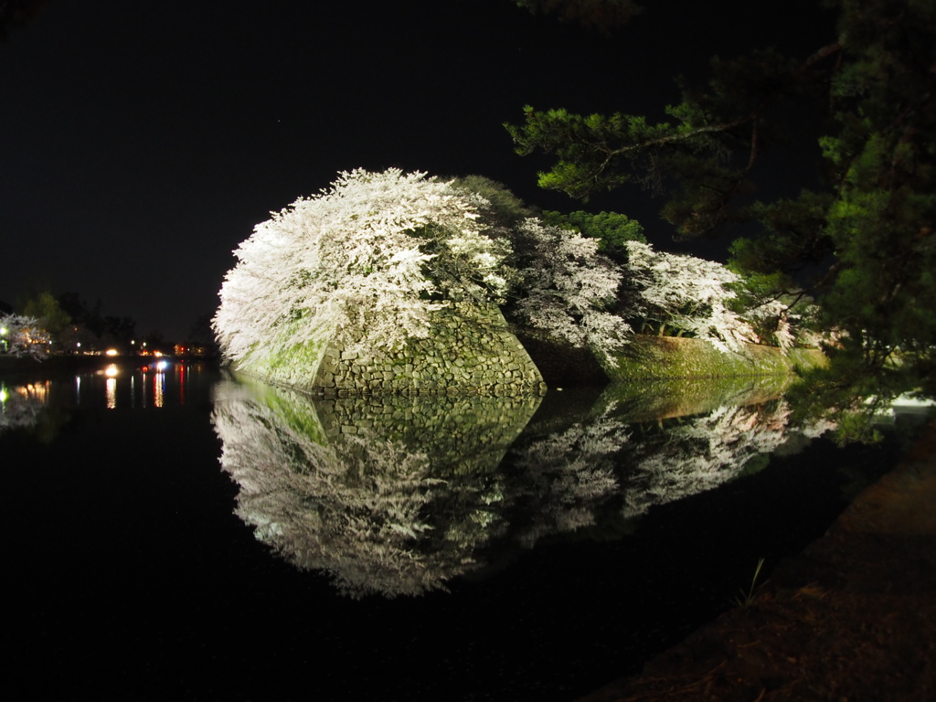 2017-04-14_彦根城 夜桜 (2)