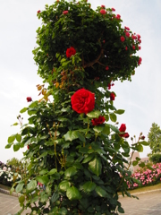 薔薇