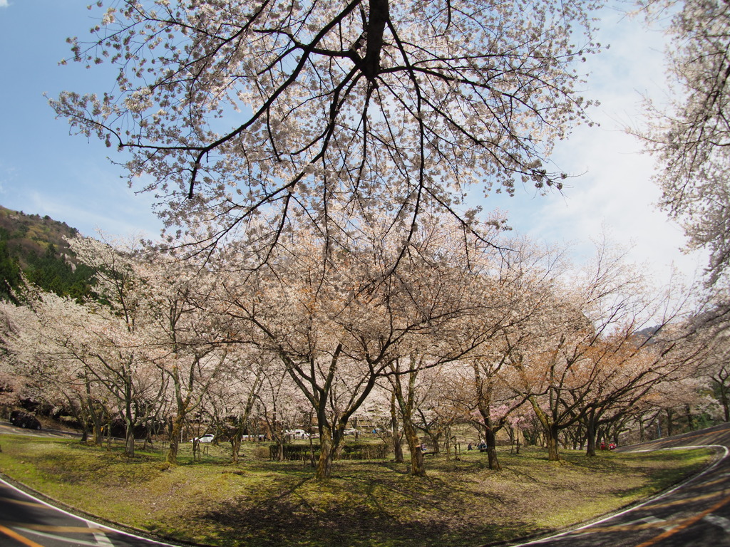 奥琵琶湖 sakura_2017-04-16 (4)