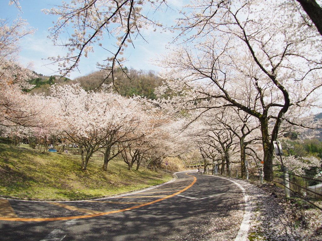 奥琵琶湖 sakura_2017-04-16 (3)