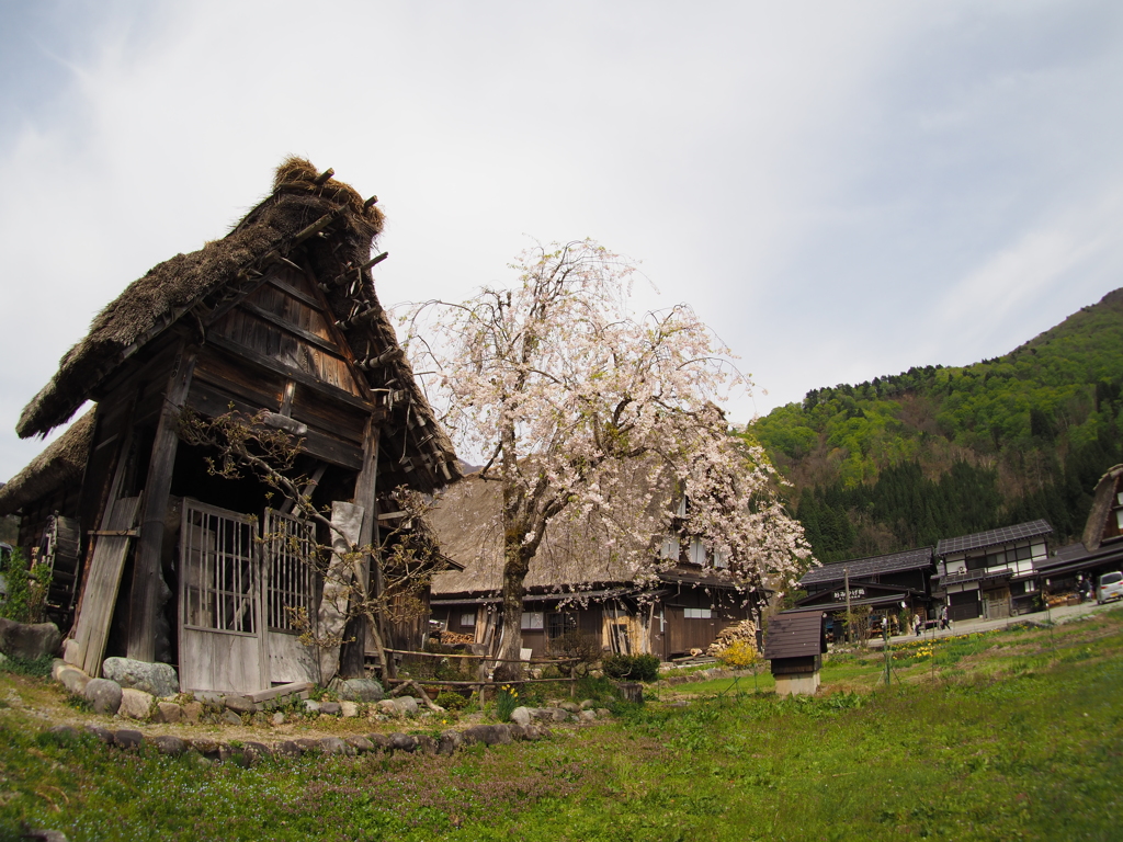 白川郷_2017-05 (9)