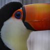 鳥01