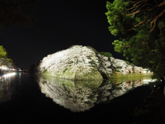 2017-04-14_彦根城 夜桜 (1)