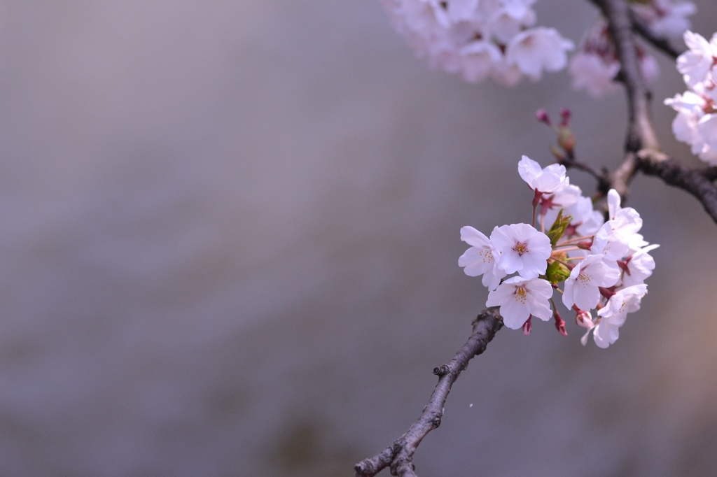 水辺の花