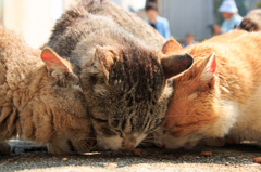 青島の猫