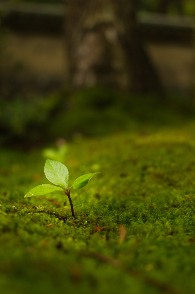 苔寺