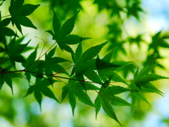 透明の新緑