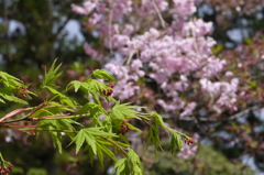 P1050528