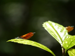 P1100553