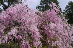 P1050554