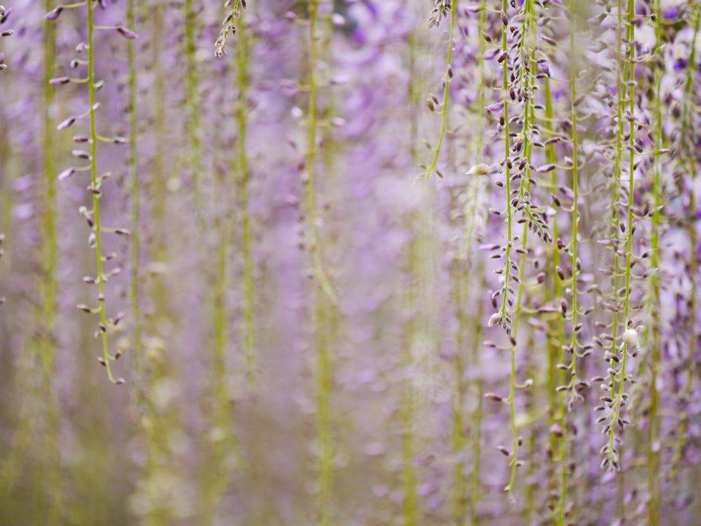 藤時雨