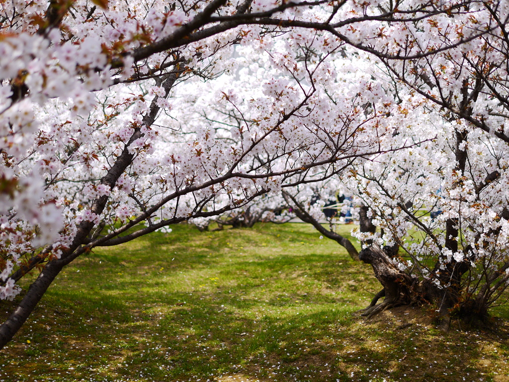 桜の森