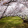 桜の森