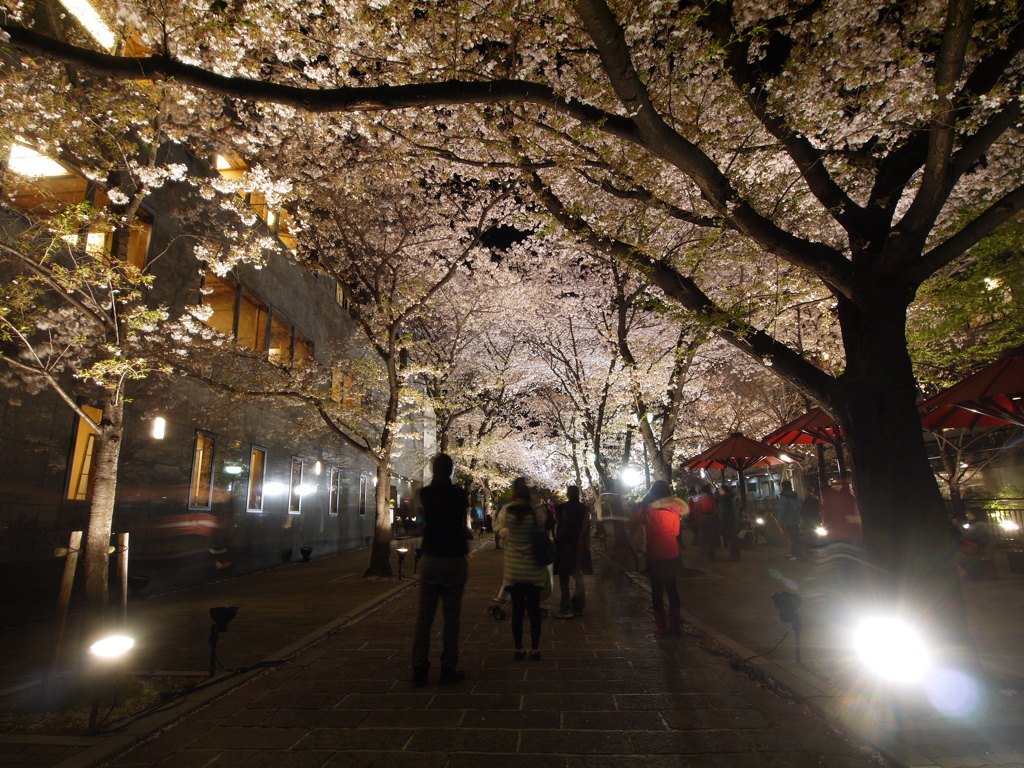 桜トンネル