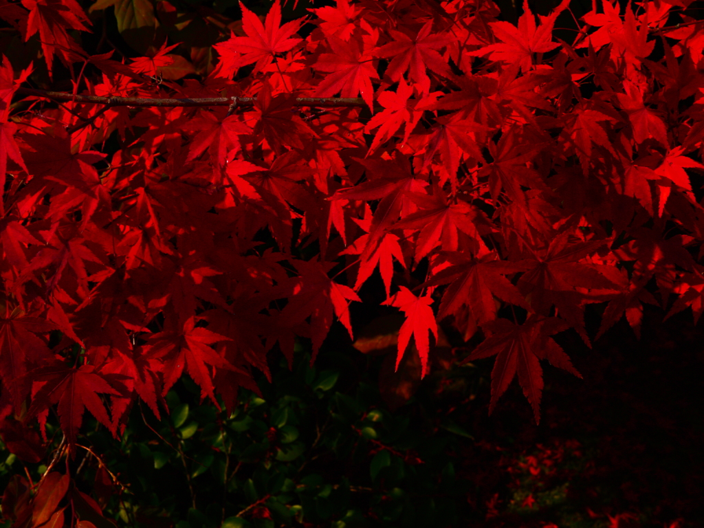 真紅のモミジ