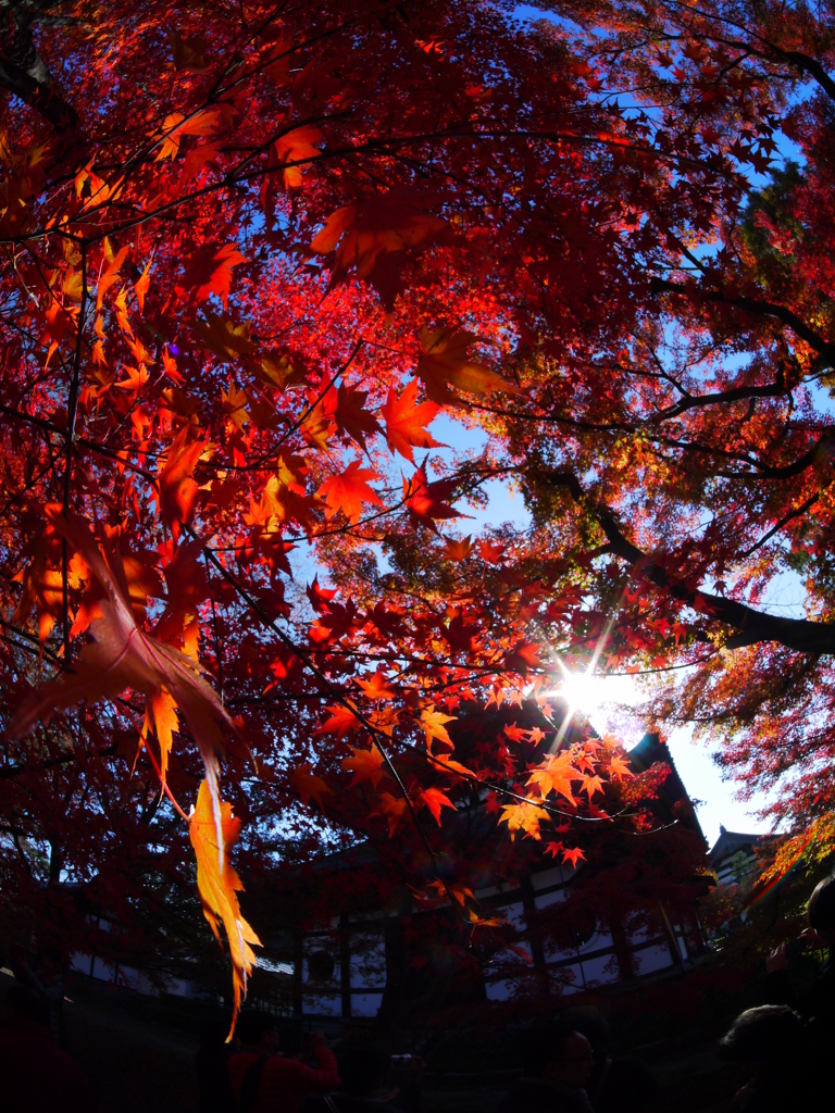 紅葉螺旋