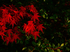 紅の質感