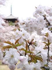 桜に埋もれる五重の塔