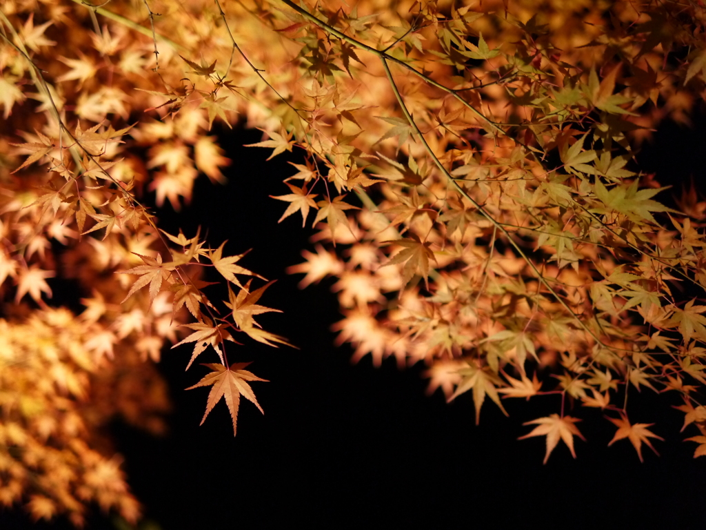 夜を飾る紅葉