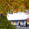 紅葉カーテン