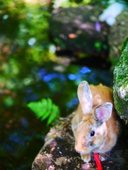 岐阜公園のうさぎ1