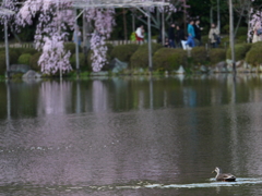 桜に向かって