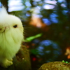 岐阜公園のうさぎ2
