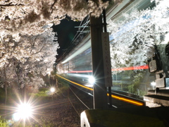 駆け抜ける花びらのトンネル