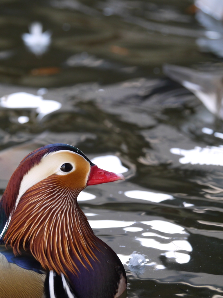 色鳥鮮やか