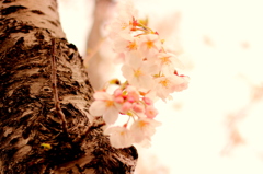 sakura