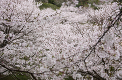 夢見草に魅せられて