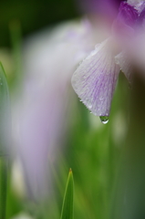 雨も滴る・・・